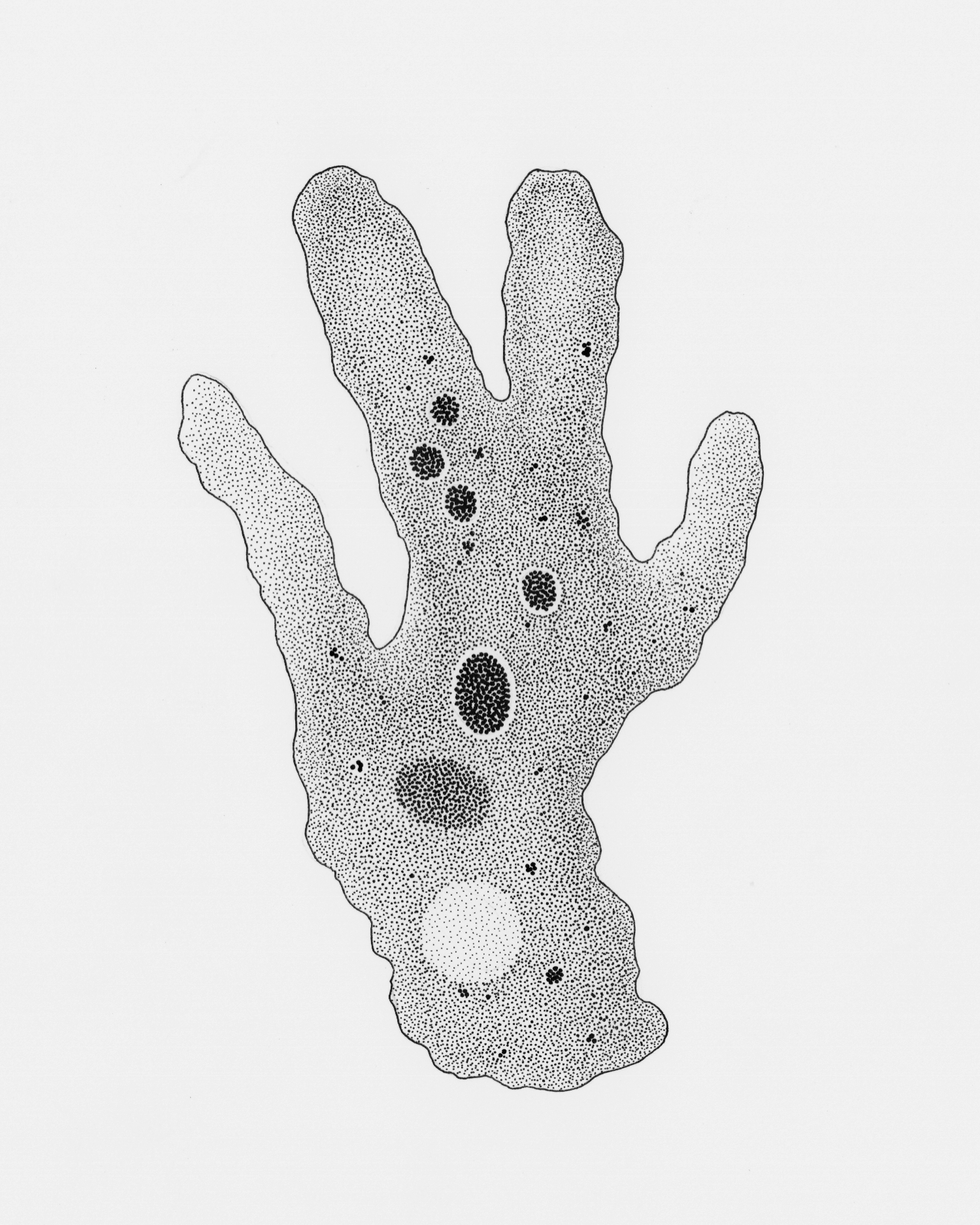 Ameoba Anatomy