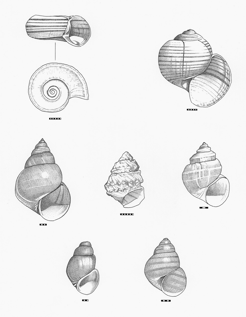 Gastropoda IV