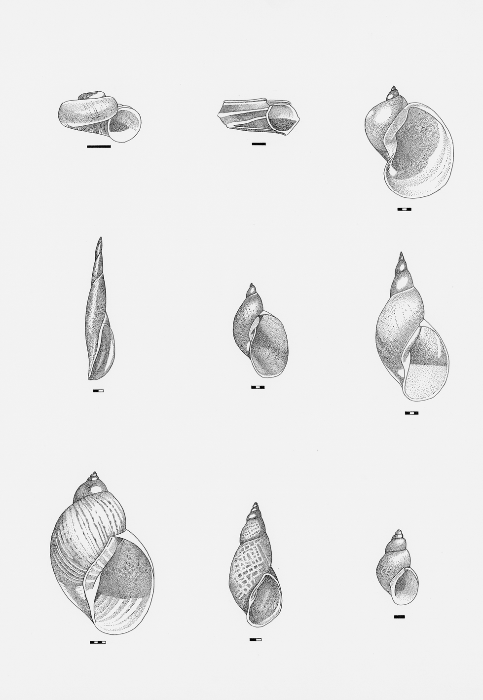 Gastropoda II