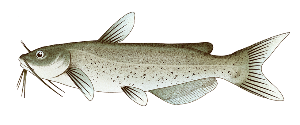 Ictalurus punctatus,
lateral view