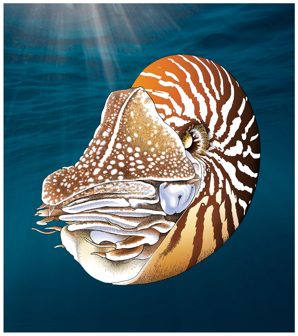 Chambered Nautilus, anterio-lateral view.