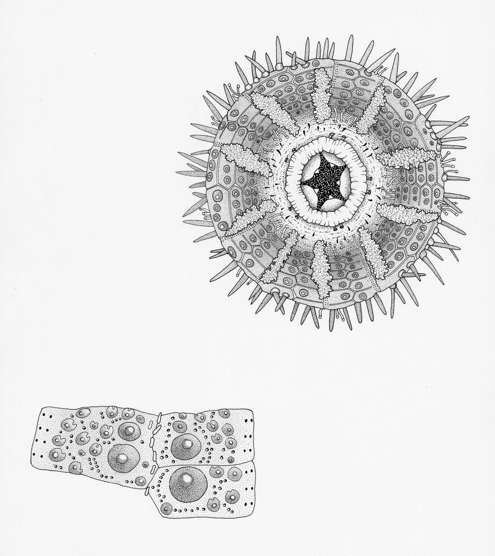 Sea Urchin Anatomy