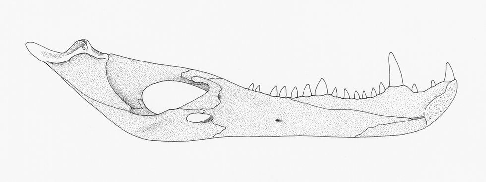Alligator Jaw Lingual