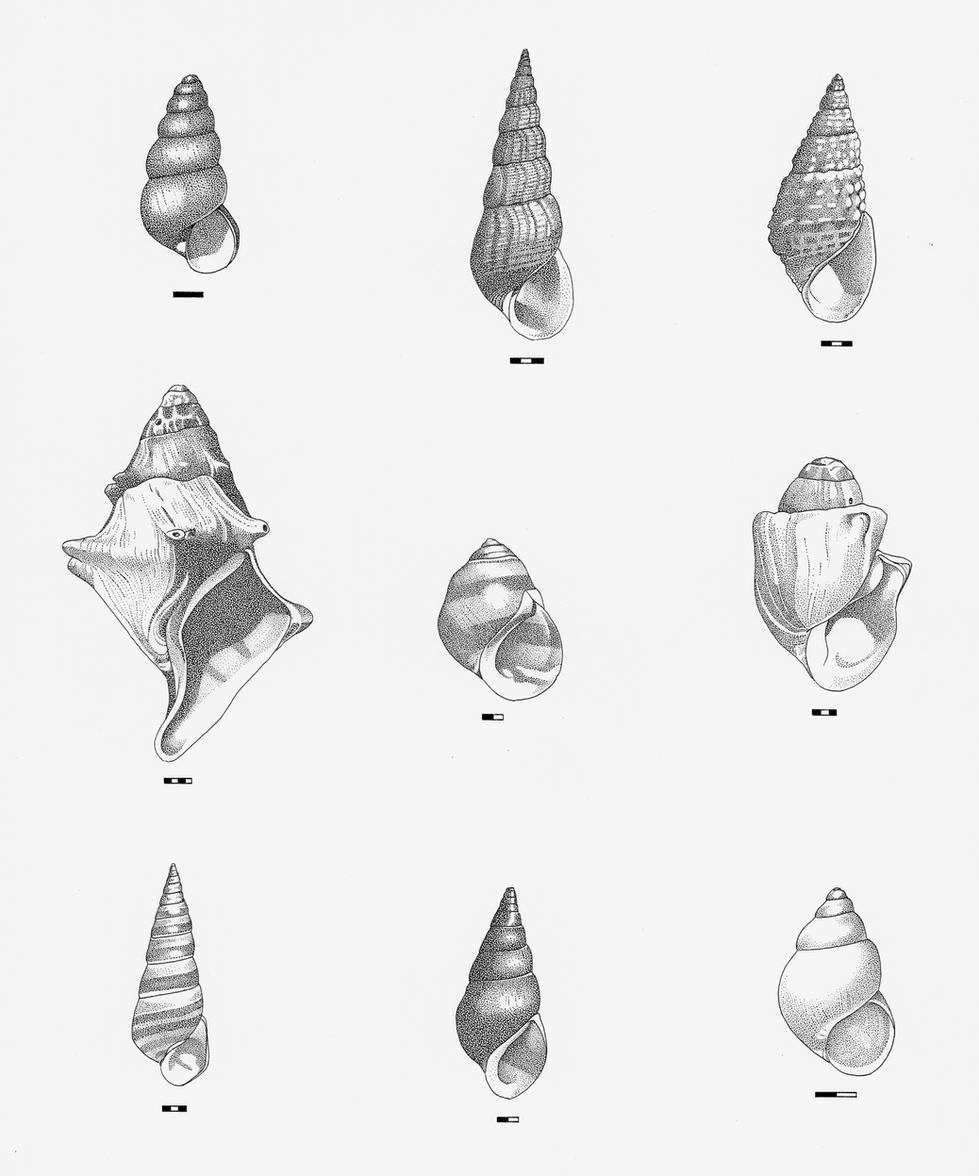 Gastropoda III
