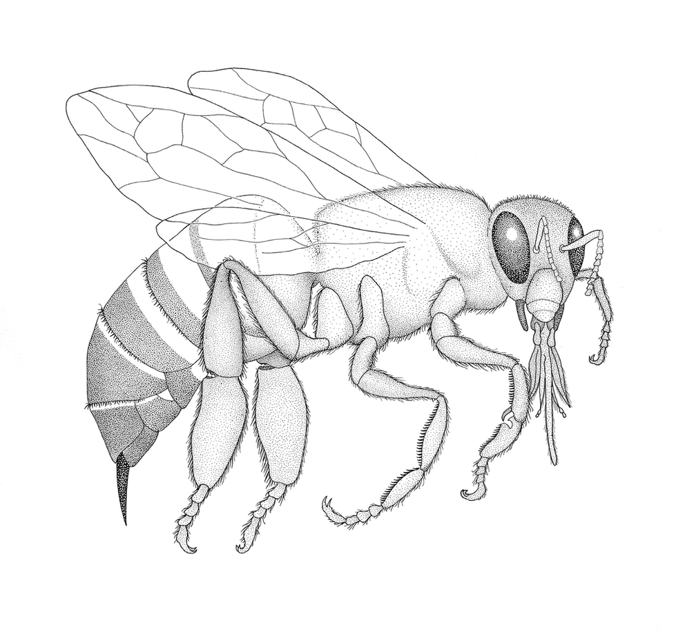 Apis.300dpi