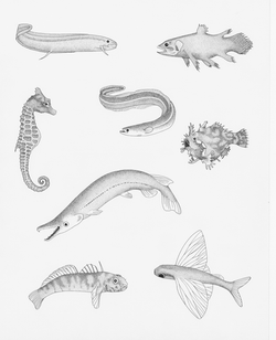 Bony Fish Diversity