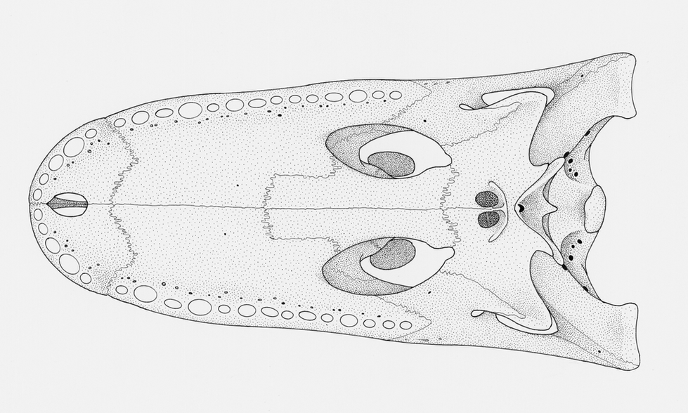 Alligator Skull Ventral