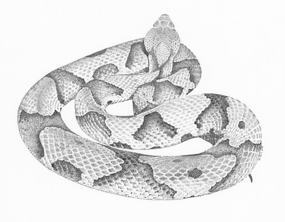 Agkistrodon contortrix, Osage copperhead. Dorsal view.