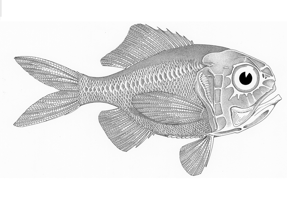 Hoplostethus mediterraneus