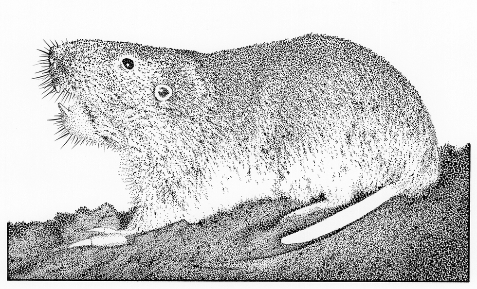 Baird's Pocket Gopher