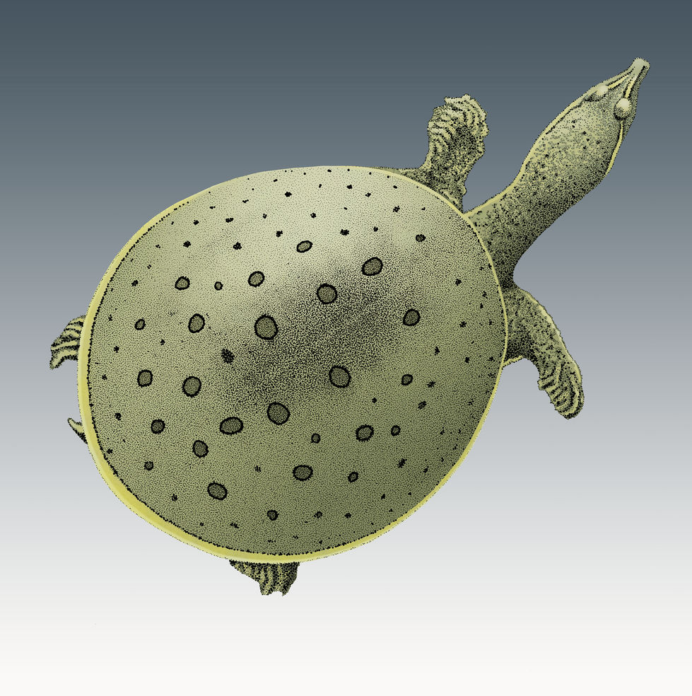 Apalone_spinifera.300dpi.Color.Yellow_edited.jpg