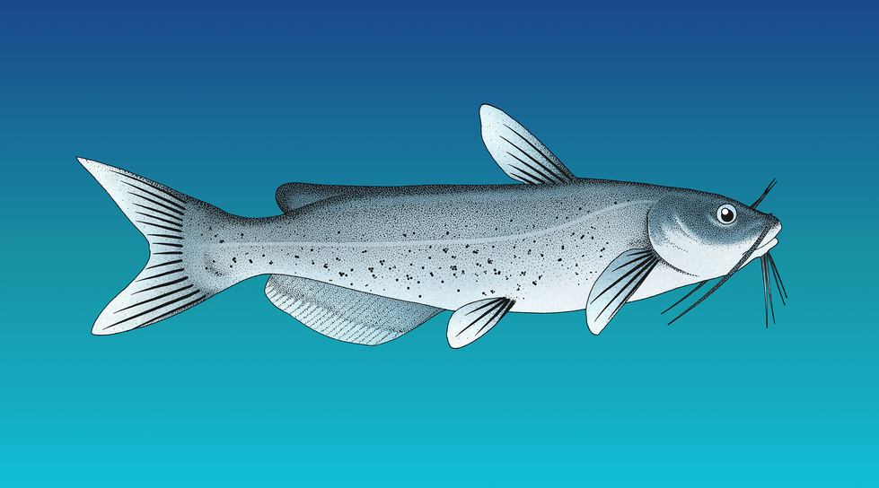 Ictalurus punctatus,
lateral view (colored background)