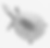Apalone_spinifera.300dpi.png
