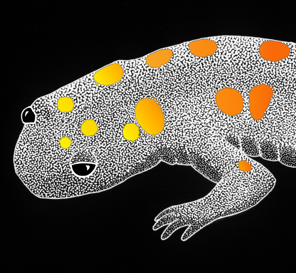 Ambystoma maculata, spotted salamander. Anterior view.