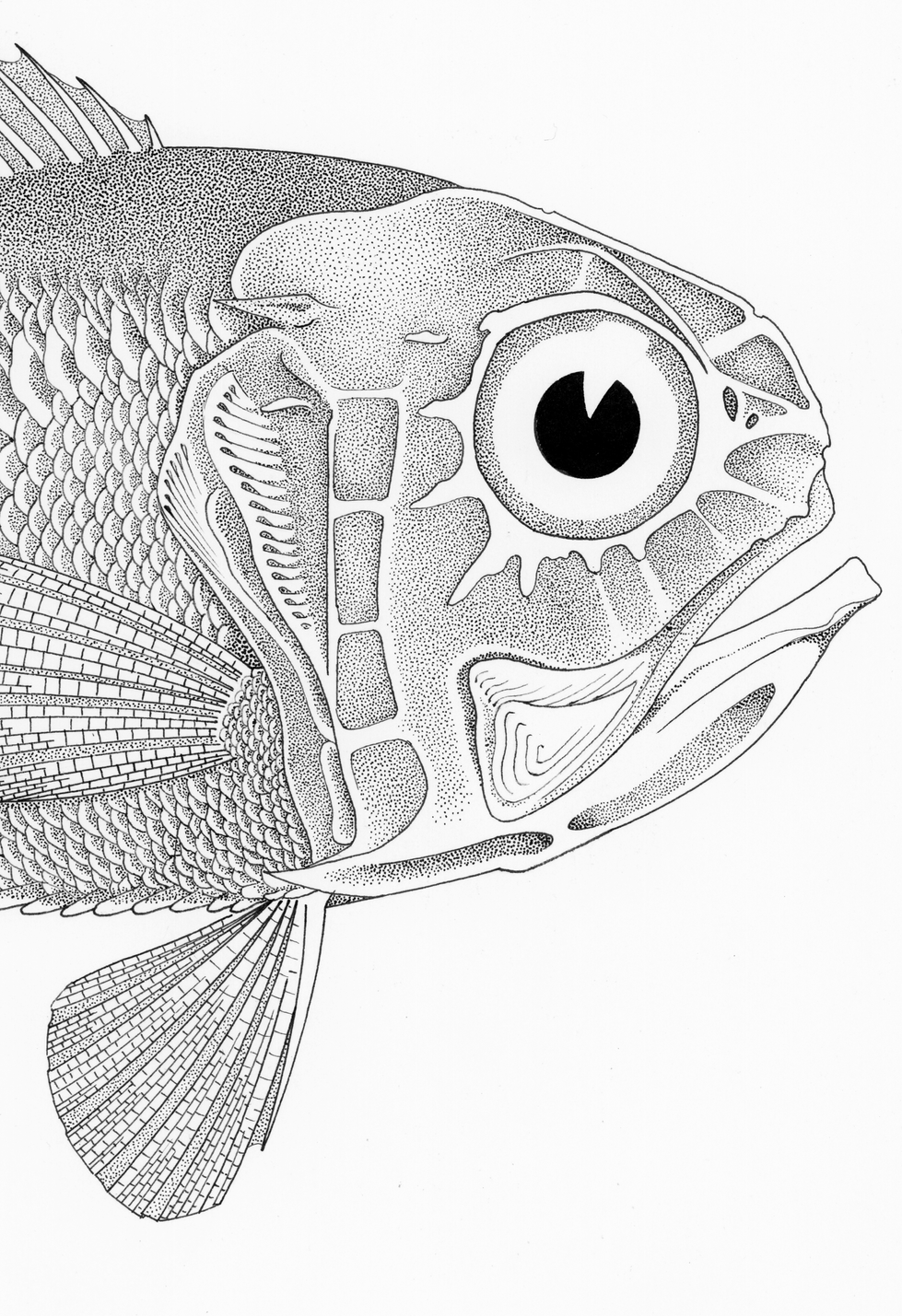 Hoplostethus.Detail Head.1200dpi.png