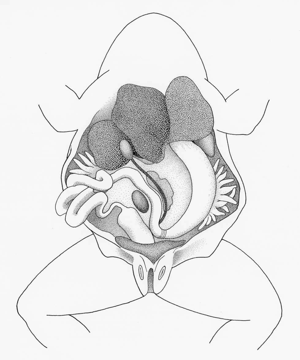 Frog Internal Anatomy.300dpi.png