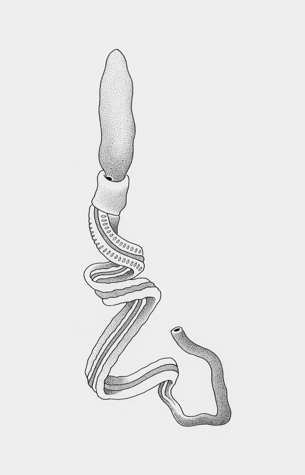Acorn Worm