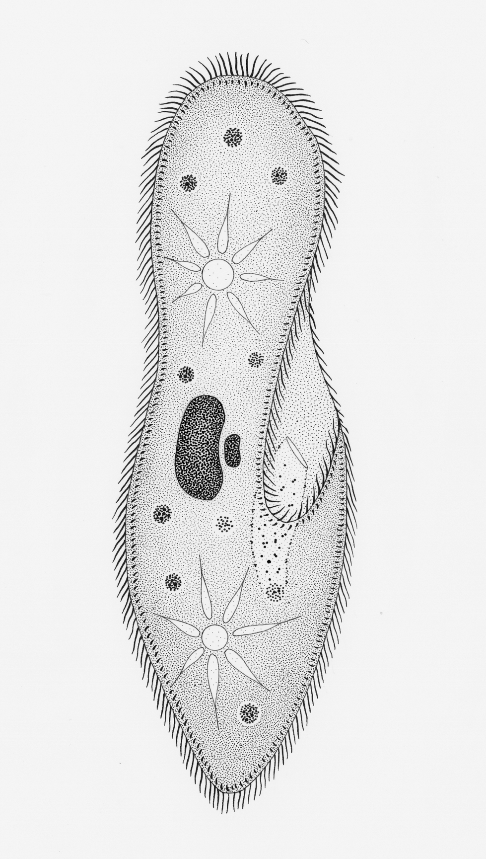 Paramecium Anatomy