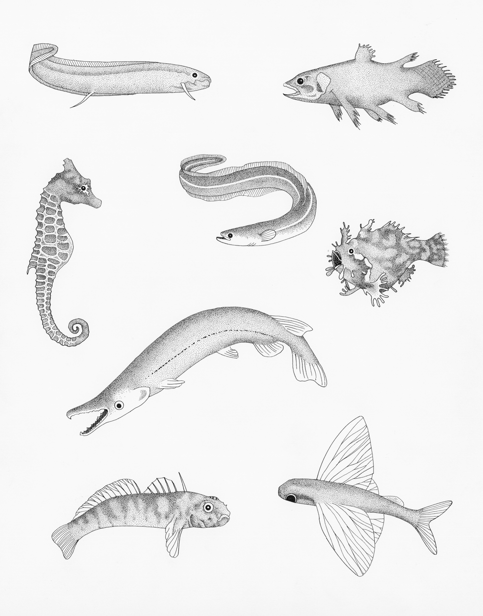 Bony Fish.300dpi