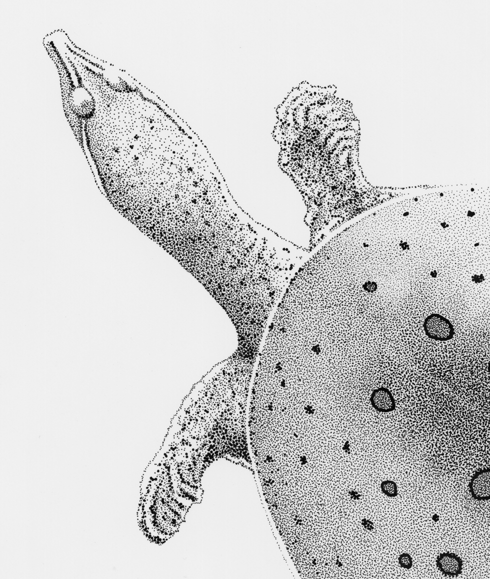Apalone_spinifera.Detail Head.1200dpi.png