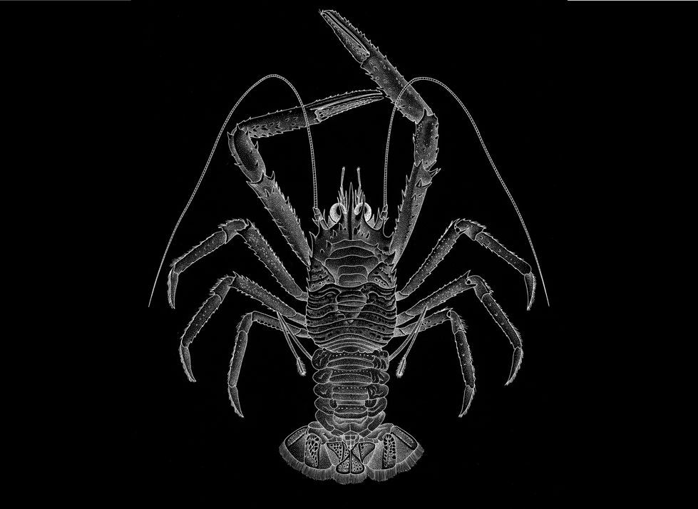 Munida propinqua, Inverted Squat Lobster, dorsal view