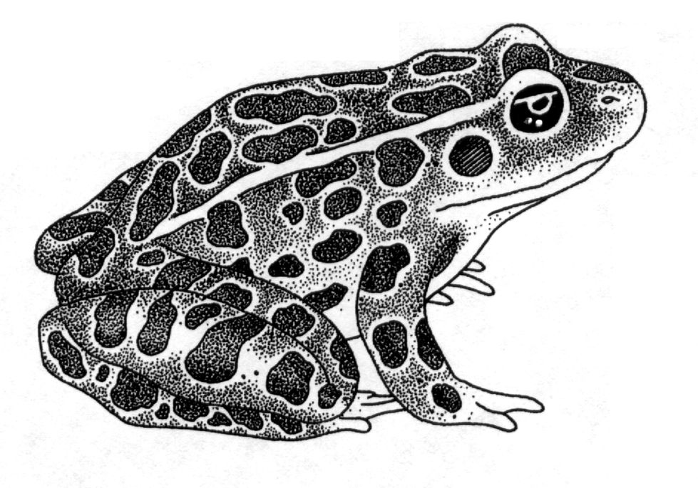 Leopard Frog