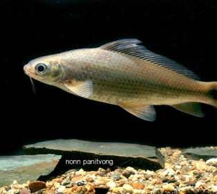 ปลาสร้อยลูกกล้วย.jpg
