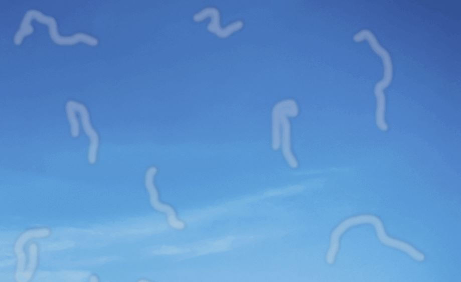ree