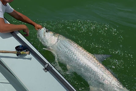Fly Fishing for Tarpon Tampa Bay