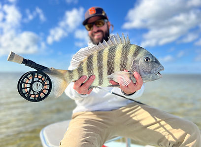 Tampa Bay Sheepshead on Fly