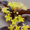 diervilla splendens, juillet à aout, caduc.jpg