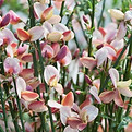 Cytisus Zeelandia.jpg
