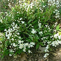 deutzia nikko.jpg