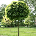 Acer platanoides 'Globosum', caduc.jpg