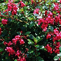 escallonia red dream.jpg