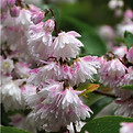 deutzia pride of rochester, mai juin, caduc.jpg