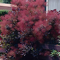 cotinus coggygria royal purple.jpg
