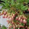 Enkianthus campanulatus avril, mai, caduc.jpg