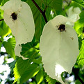 Davidia involucrata.jpg
