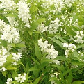 Deutzia gracilis.jpg