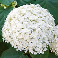 hydrangea annabelle, mi juin à aout.jpg