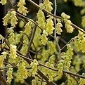 Corylopsis spicata, avril, caduc.jpg