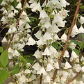halesia - carolina, mai, caduc.jpg