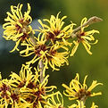 hamamelis virginiana, octobre novembre, caduc.jpg