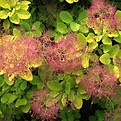 cotinus golden lady, juillet août, caduc.jpg