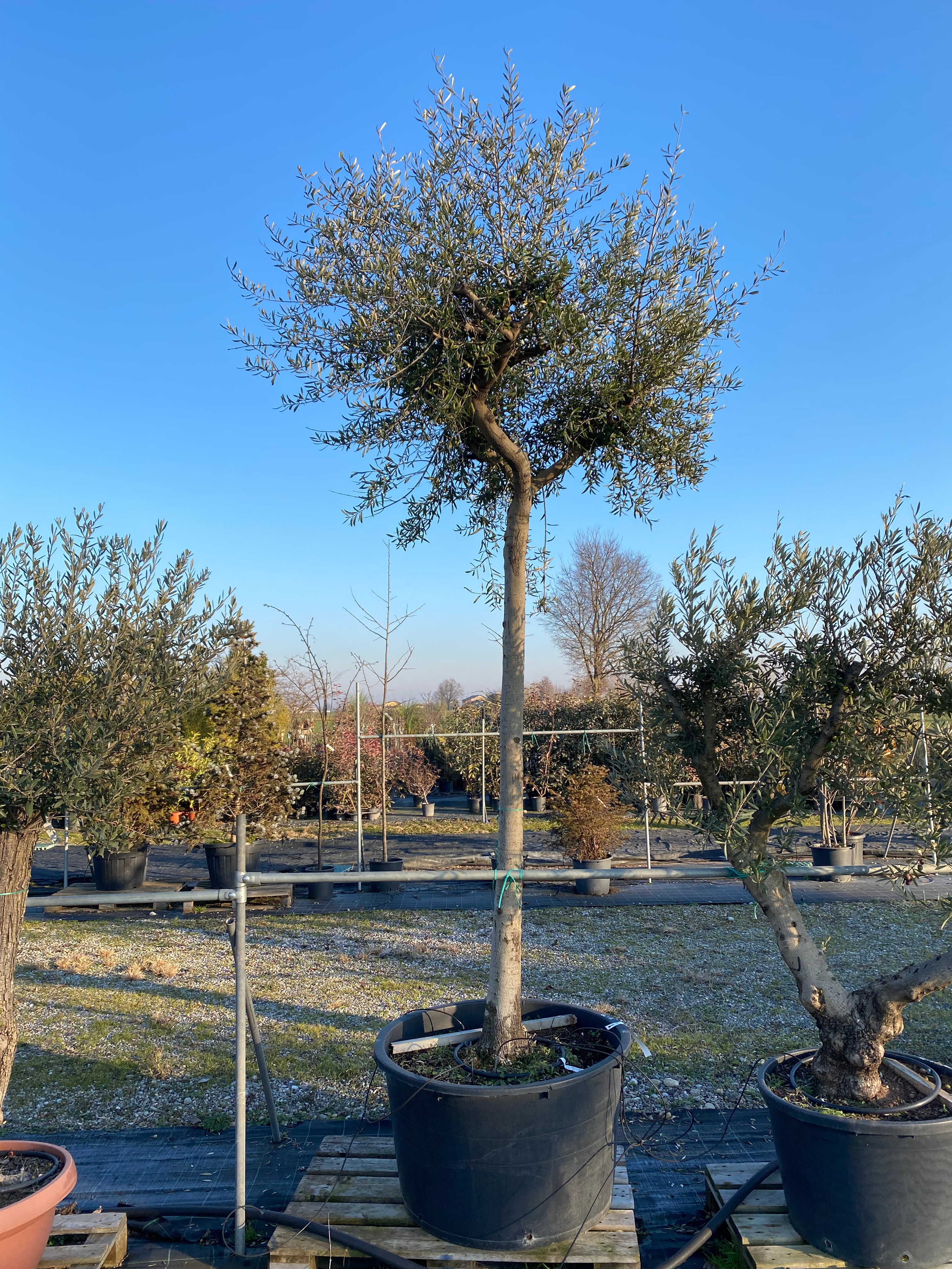 OLEA EUROPEA ALBERELLO