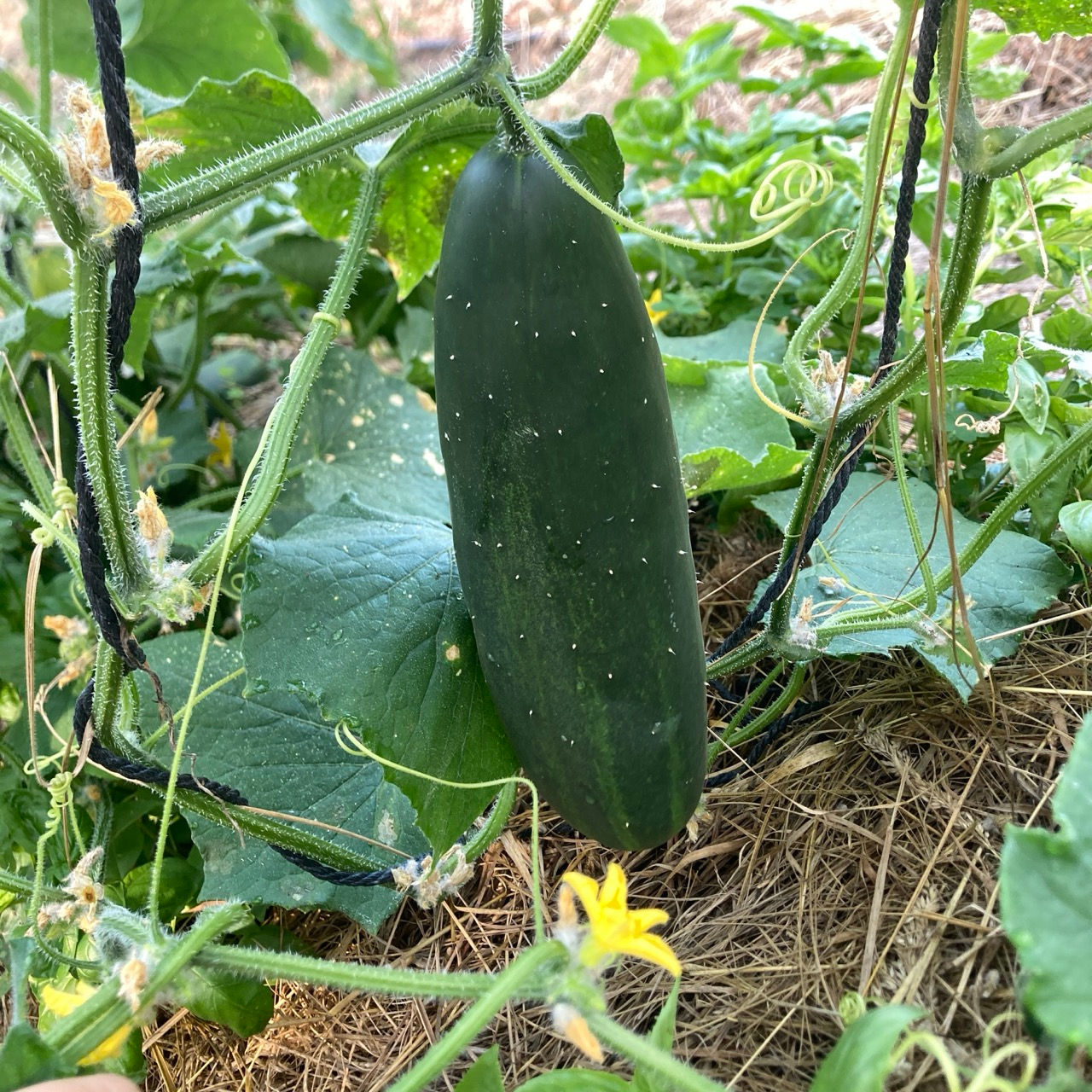 Concombre Le généreux