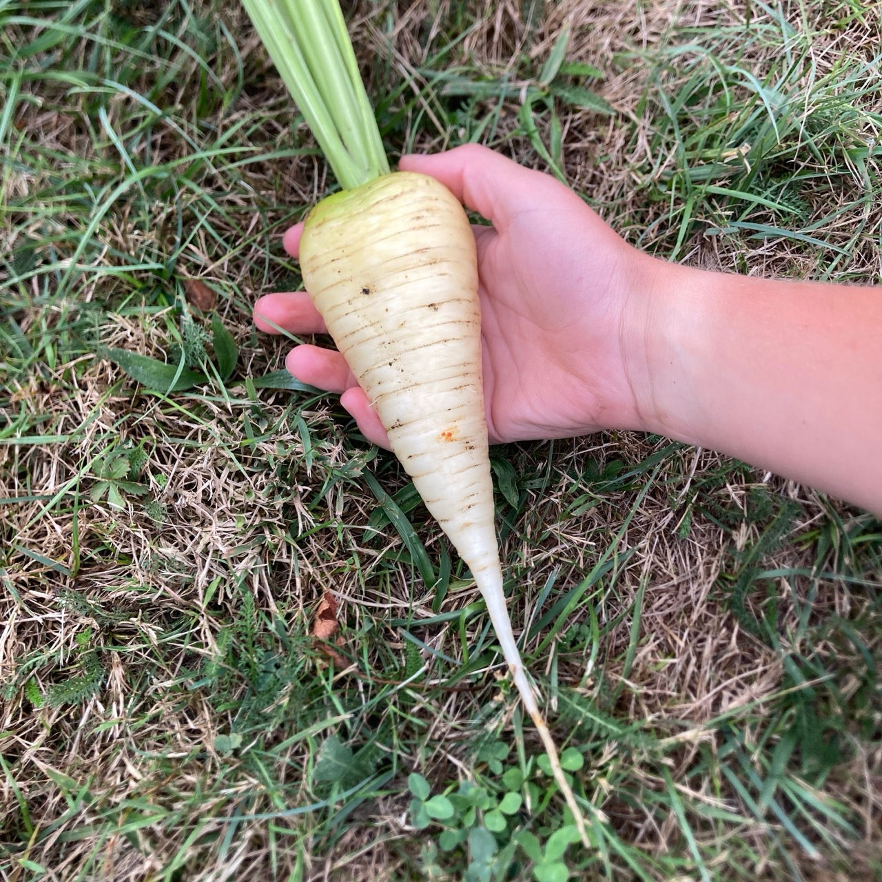 Carotte Blanche de Kuttingen