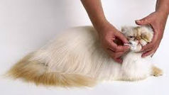 Cleaning Persian cats eyes