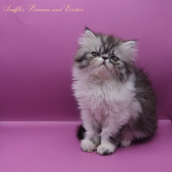 Snuffles Persians and Exotics - 7